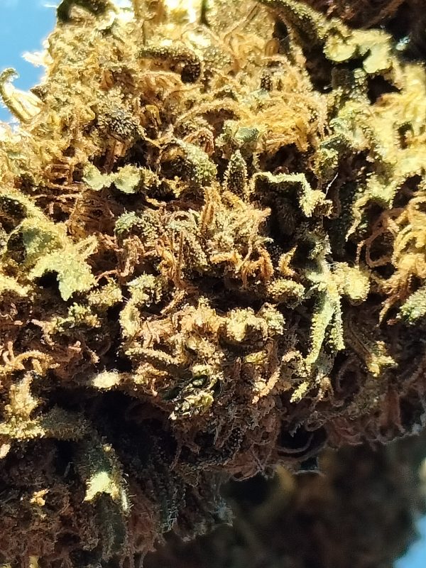 PERMA BUDZ CBD 8%  3€/gr – Image 2